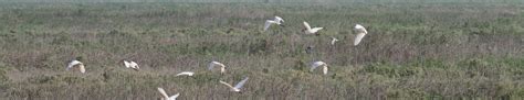 iwc wetlands|iwc waterbird fund.